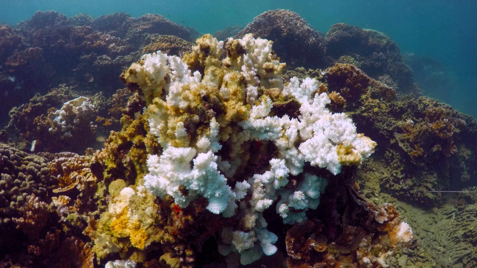ابيضاض الشعاب المرجانية يعود في جانب منه إلى ارتفاع حرارة المياه بفعل ظاهرة النينو (أسوشيتد برس)