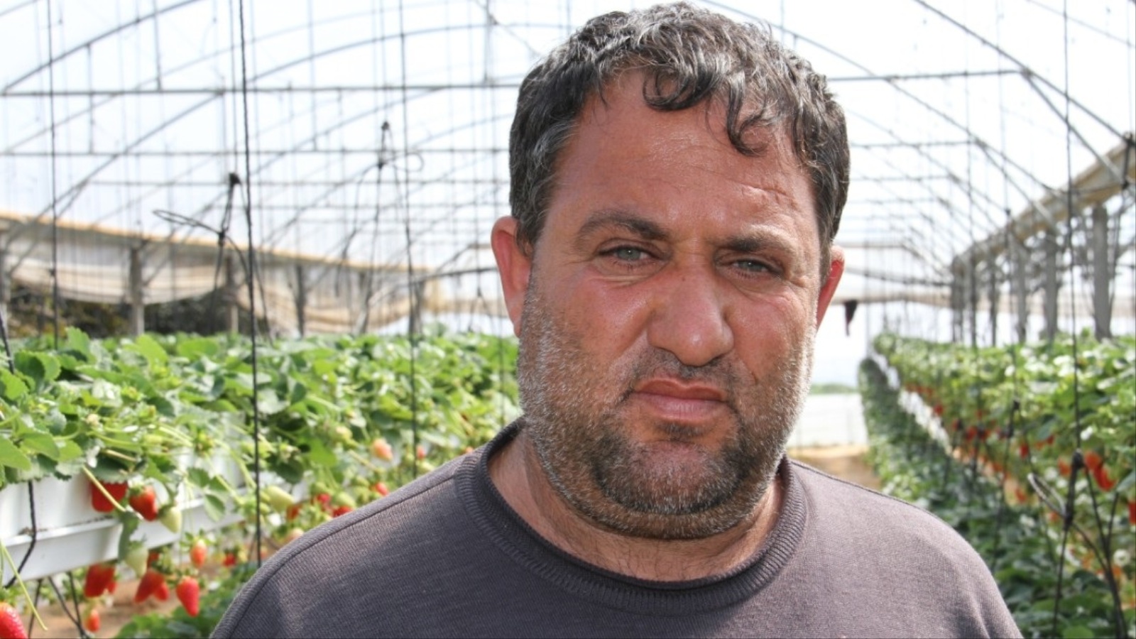 ‪أيمن أبو صبح: إنتاج الفراولة المعلقة يزيد أربعة أضعاف عن مثيلتها الأرضية‬ (الجزيرة)