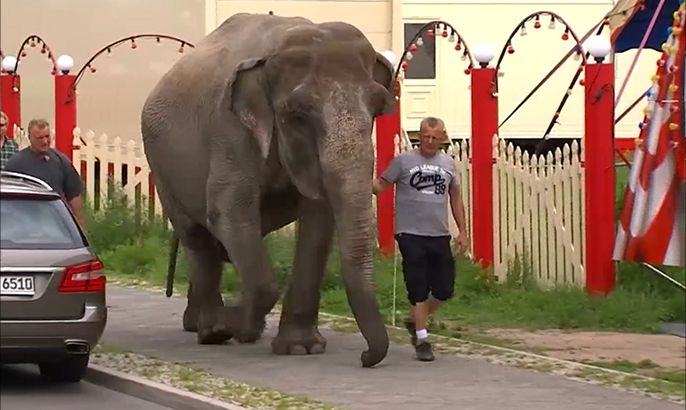 الفيلة مايا.. صديقة الأطفال تتجول بشوارع برلين