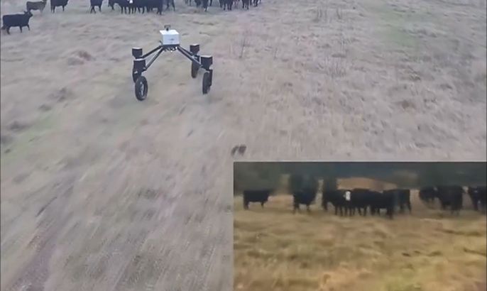 روبوت لقيادة قطعان الماشية في أستراليا