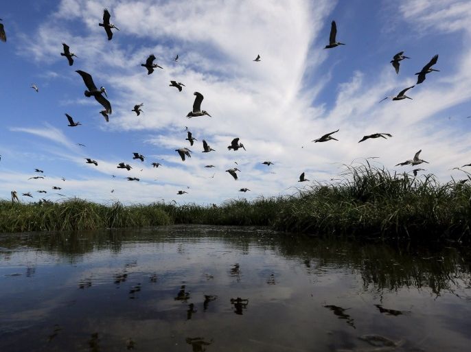 Pelicans fly over a nesting island in Cat Bay in Plaquemines Parish, Louisiana, April 19, 2015. This nesting island was not affected by the BP oil spill as it was protected by Cat Island, according to P.J. Hahn, who was the Plaquemines Parish Coastal Zone Management Director at the time of the oil spill. Five years after the largest oil spill in U.S. history spewed millions of gallon of crude into the Gulf of Mexico, many Louisiana oystermen are fearful that a once-boun