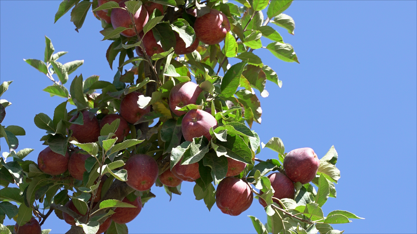 التفاح من أهم المنتجات الزراعية اللبنانية 
