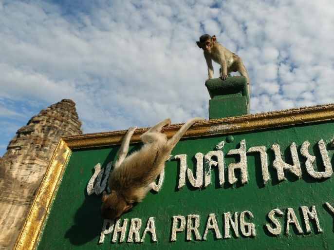 Monkeys climb on a tab of Phra Prang Sam Yod temple during the Monkey Buffet Festival at the Phra Prang Sam Yod temple in the city of Lopburi province, North of Bangkok, Thailand, 27 November 2016. The Monkey Buffet Festival is held every year on the last Sunday of November to promote tourism in Lopburi, well known as monkey city, and to thank the monkeys for drawing tourists to the town.