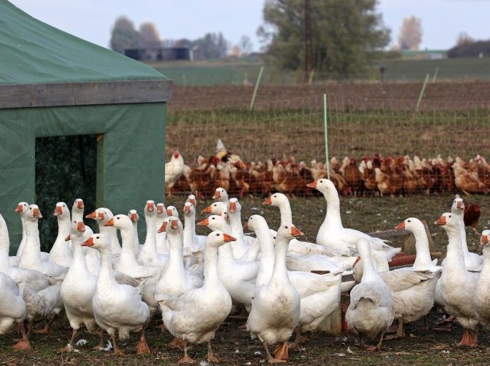 Geeese on Walden Farm are moved indoors in Saal, Germany, 10 November 2016. The agricultural minister of the German state ofg Mecklenburg-Western Pomerania ordered that all farmers keep birds indoors after an outbreak of avian flu. The birds are effectively banned from outdoors until the 13.11.16. The geese on Walden Farm will, however, be slaughtered before then. The farm's chickens will meanwhile be kept in transportable accomodation.