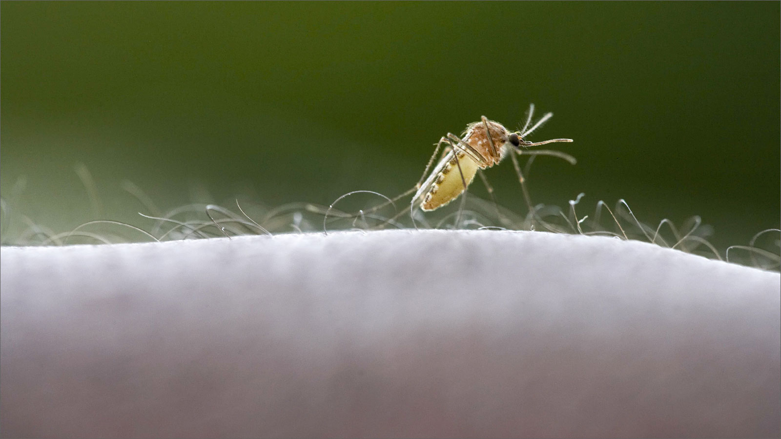 ‪الإصابة بالملاريا تحدث بسبب طفيليات تنتقل إلى الأشخاص عبر لسعات البعوض الحامل للعدوى‬ (الألمانية)