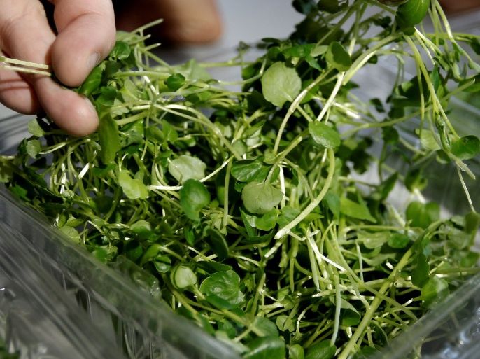 Employees toss freshly harvested watercress that was grown in vertical farming beds beneath light emitting diode (or
