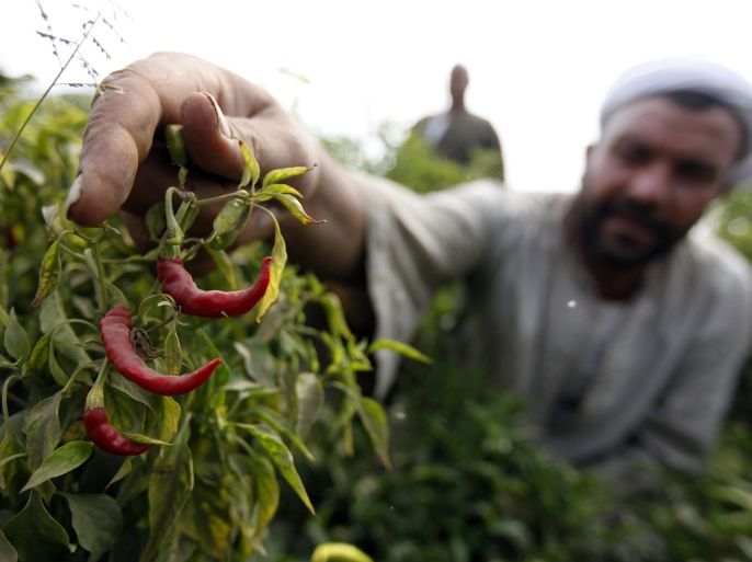 An Egyptian farmer harvests peppers from his field in a village, near Shubra on the outskirts of Cairo September 27, 2011. Egypt, once the breadbasket of the ancient Roman empire and now the world's biggest wheat importer, is paying a hefty price to keep its citizens fed with cheap loaves and other foodstuffs. Picture taken September 27, 2011. To match Feature EGYPT-FOOD/ REUTERS/Mohamed Abd El-Ghany (EGYPT - Tags: BUSINESS)