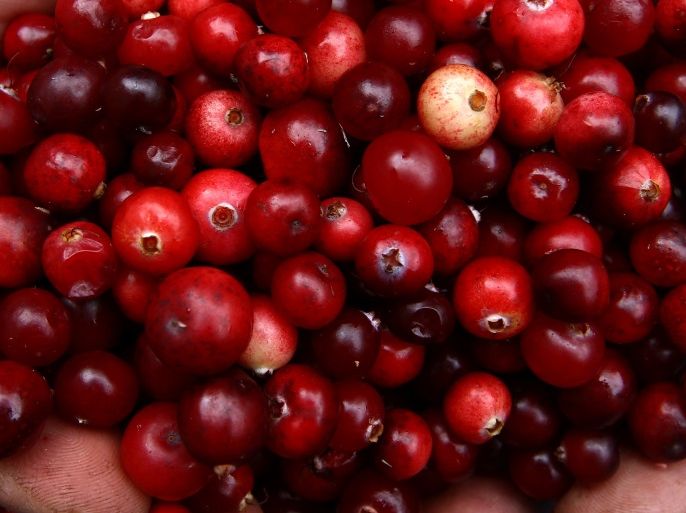 A Belarussian man prepares cranberries he gathered for sale in the village of Budy, Belarus September 25, 2016. REUTERS/Vasily Fedosenko