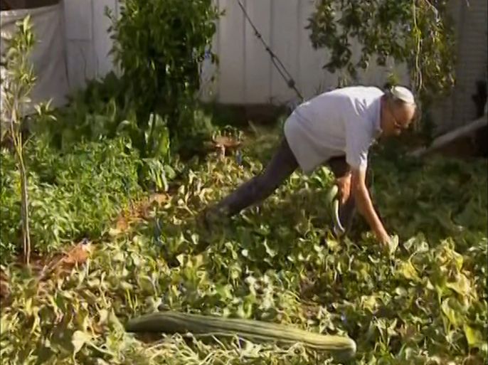 : مزارع إسرائيلي يتفحص الخضروات في مزرعته بضواحي تل أبيب