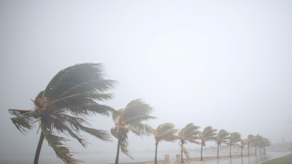 Palm trees sway in the wind prior to the arrival of the Hurricane Irma in Caibarien, Cuba, September 8, 2017. REUTERS/Alexandre Meneghini     TPX IMAGES OF THE DAY