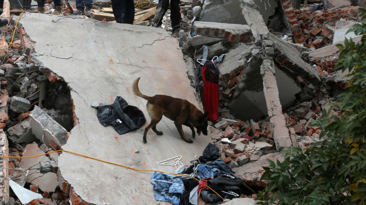 A rescue dog searches for people among the rubble of a collapsed building after an earthquake hit Mexico City, Mexico September 19, 2017. REUTERS/Claudia Daut