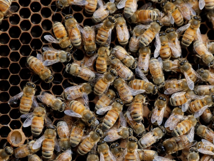 ‪(رويترز)‬ النحل يصوت بالرقص