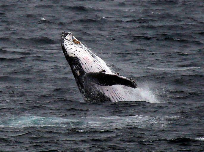 A humpback whale breaches off the coast at Clovelly Beach in Sydney, Australia, June 19, 2016. REUTERS/David Gray/File Photo