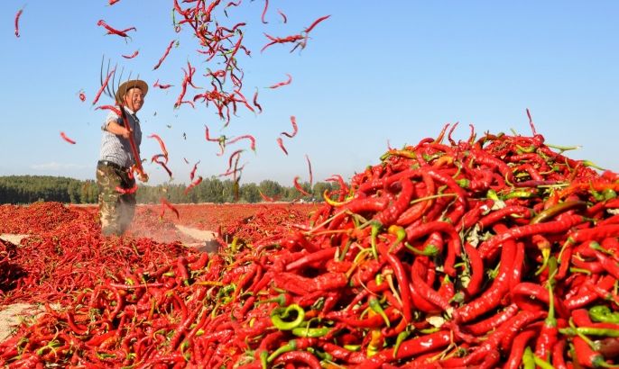 A man spreads red chili peppers to dry at a village in Zhangye, Gansu province, China September 20, 2017. Picture taken September 20, 2017. REUTERS/Stringer ATTENTION EDITORS - THIS IMAGE WAS PROVIDED BY A THIRD PARTY. CHINA OUT. NO COMMERCIAL OR EDITORIAL SALES IN CHINA.