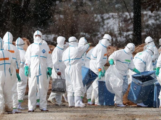 Workers wearing protective suits cull ducks after some tested positive for H5 bird flu at a poultry farm in Aomori, northern Japan, in this photo taken by Kyodo November 29, 2016. Mandatory credit Kyodo/via REUTERS ATTENTION EDITORS - THIS IMAGE WAS PROVIDED BY A THIRD PARTY. EDITORIAL USE ONLY. MANDATORY CREDIT. JAPAN OUT.
