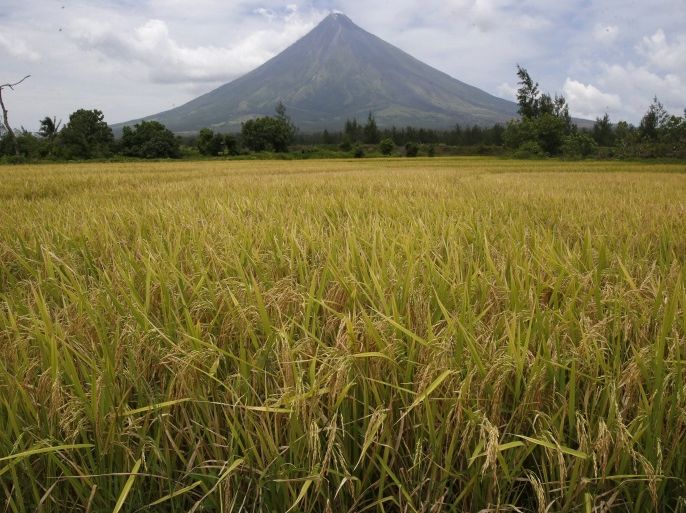 Rice stalks ready for harvesting are pictured at a rice field overlooking Mayon volcano in Daraga, Albay in central Philippines April 3, 2016. REUTERS/Erik De Castro
