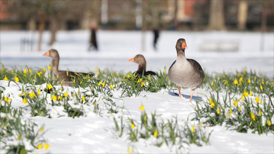Geese walk next to daffodils in the snow in St James' Park, London, Britain, February 28, 2018. REUTERS/Peter Nicholls