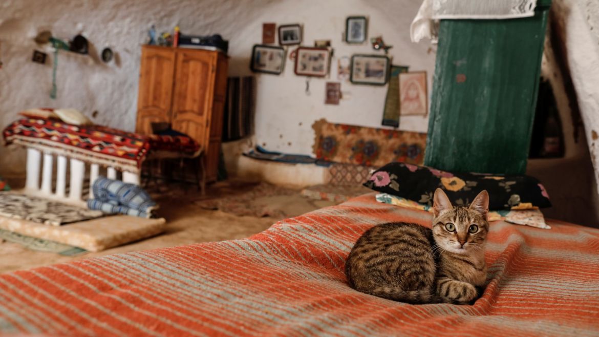 A cat sits inside a troglodyte house in Matmata, Tunisia, February 6, 2018. REUTERS/Zohra Bensemra  SEARCH
