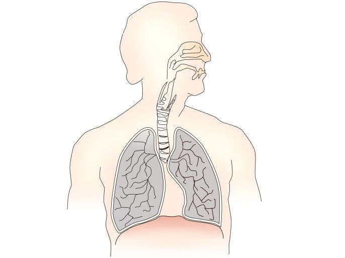 الجهاز التنفسي (بيكسابي)