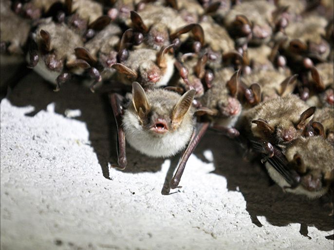 epa06436201 A colony of bats is pictured during the counting in the underground of the Miedzyrzecki Rejon Umocniony, Poland, 13 January 2018. This is their largest wintering ground in Central and Eastern Europe. EPA-EFE/LECH MUSZYNSKI POLAND OUT