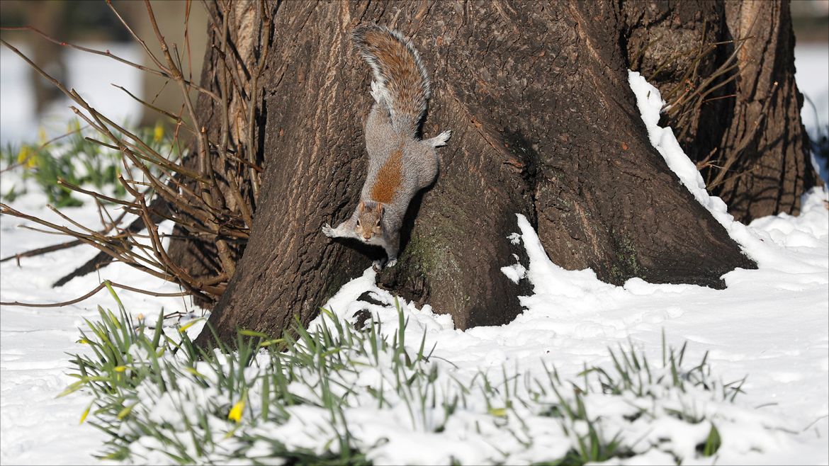 A squirrel forages in the snow in St James' Park, London, Britain, February 28, 2018. REUTERS/Peter Nicholls