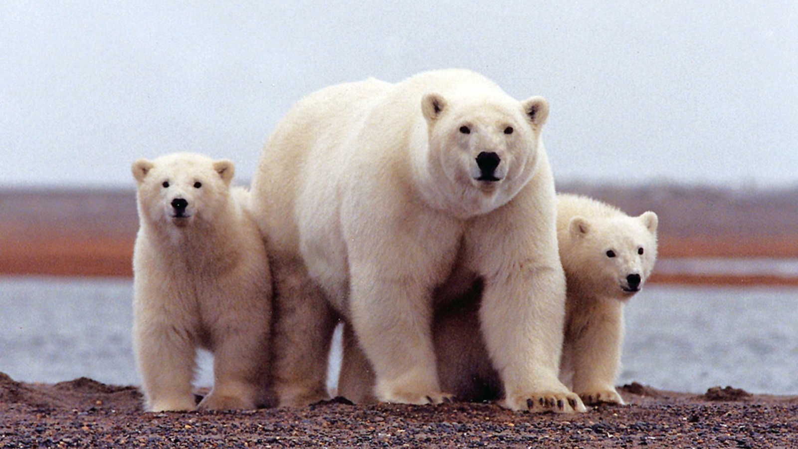 هل يترك التغير المناخي أثره السلبي على الكائنات القطبية؟ 