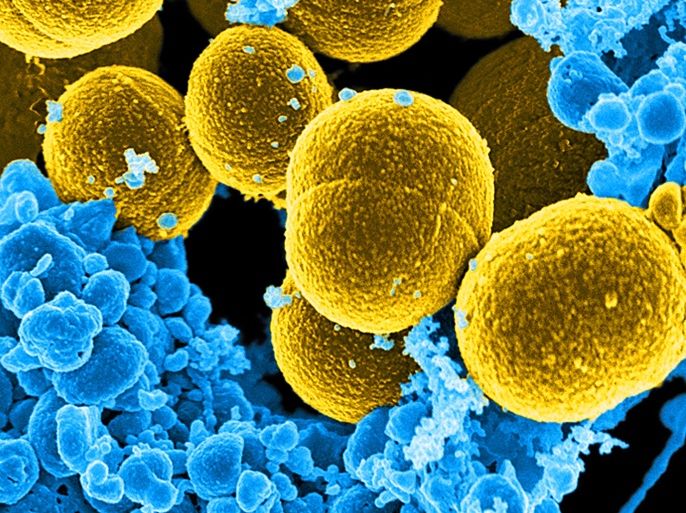 A digitally-colorized scanning electron micrograph depicts a number of mustard-colored, spheroid-shaped Staphylococcus aureus bacteria in the process of escaping their destruction by blue-colored human white blood cells in this undated handout photo. TO MATCH SPECIAL REPORT USA-UNCOUNTED/SURVEILLANCE National Institute of Allergy and Infectious Diseases (NIAID)/Handout via REUTERS ATTENTION EDITORS - THIS IMAGE WAS PROVIDED BY A THIRD PARTY. EDITORIAL USE ONLYEDITORIAL USE ONLY