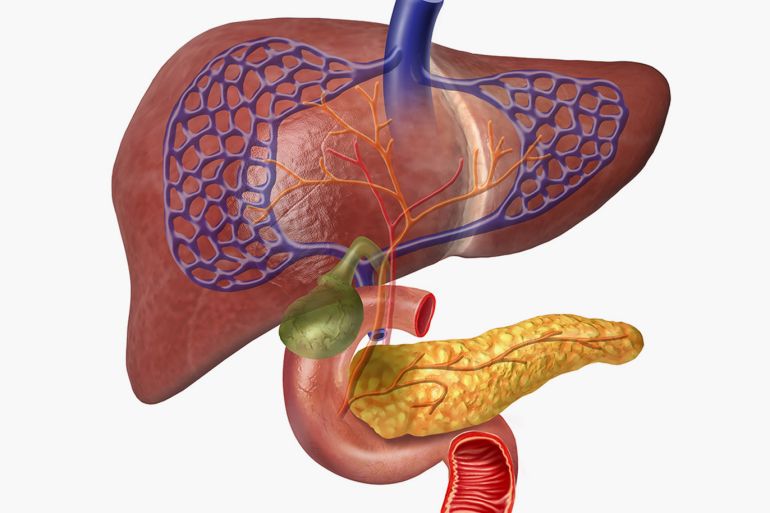 Human Liver system cutaway, with Pancreas, Duodeno, Gallbladder, Veins and Arterias. On white background with clipping path included. كبد، بنكرياس، اثني عشر، مرارة، جهاز هضمي، سكري، انسولين، إنسولين