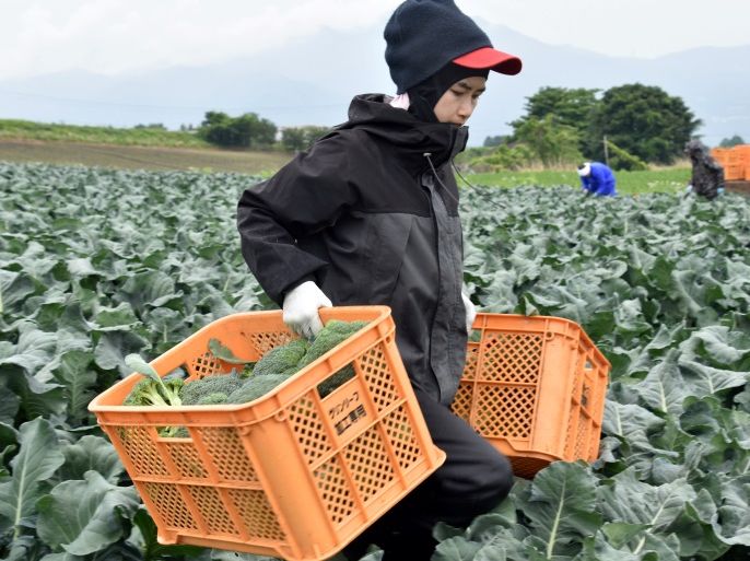 Workers from Thailand work at Green Leaf farm, in Showa Village, Gunma Prefecture, Japan, June 6, 2018. Picture taken June 6, 2018. REUTERS/Malcolm Foster