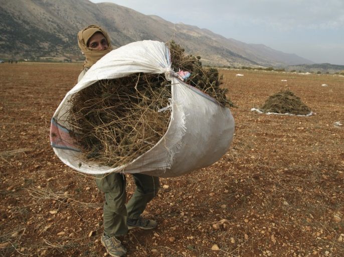 A Syrian refugee (who asked to withhold his name) from Raqqa carries a bundle of cannabis during the harvest in the Bekaa valley, Lebanon October 19, 2015. He used to work with the Syrian government and fled Raqqa three years ago. He is wanted by Islamic State and