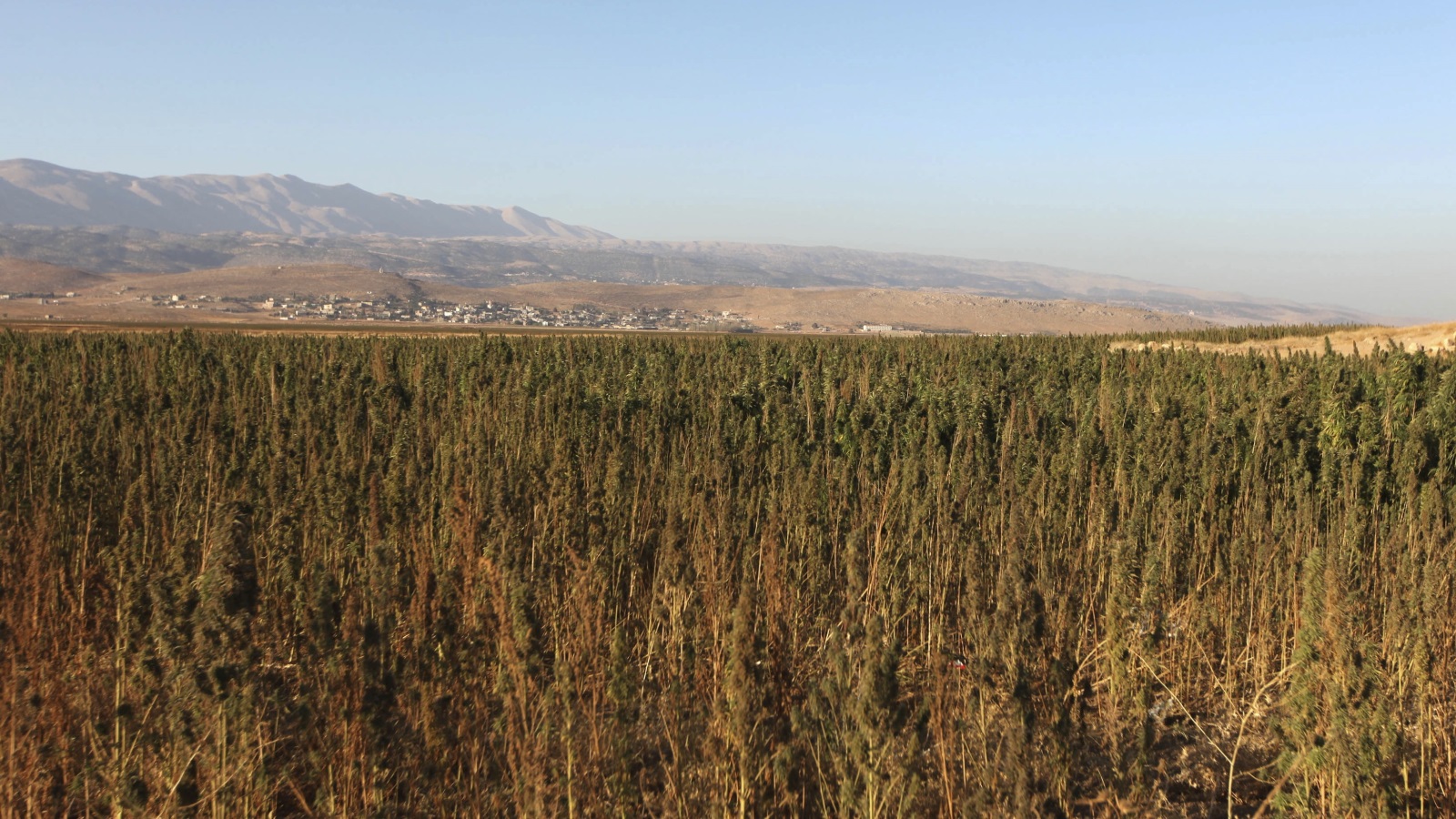 بعد الحرب قامت الدولة اللبنانية بحملات للقضاء على زراعة الحشيش (رويترز)