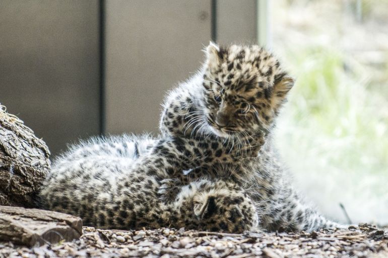 New born Amur leopard twin cubs at Vienna Zoo- - VIENNA, AUSTRIA - MAY 09: New born Amur leopard twin cubs are seen at its enclosure at Vienna Zoo in Vienna, Austria on May 09, 2018. The new born Amur leopard twin cubs were born on March 27, 2018. in 2016, the female Ida was moved from the Olomouc Zoo, Czech Republic, to Vienna Zoo, and in the previous year the male Piotr came from the Moscow Zoo. The Amur leopard is threatened with extinction and only about 100 animals