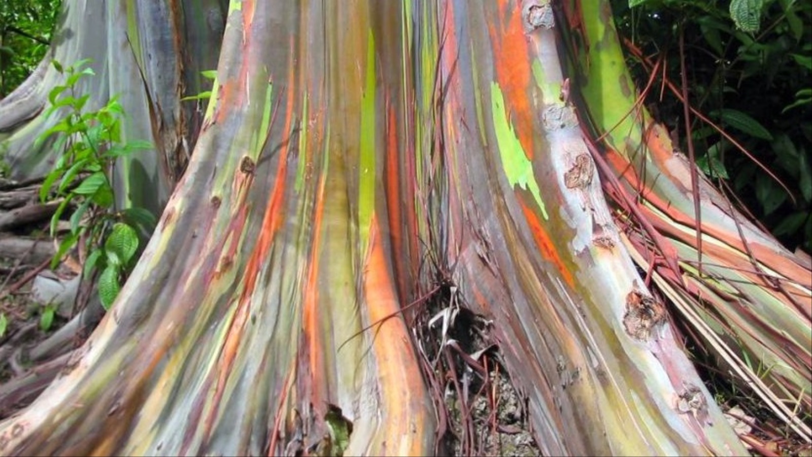 ‪عندما يتم الكشف عن اللحاء الداخلي الأخضر للشجرة تنضج هذه الطبقة ببطء وتتحول لمجموعة من الألوان‬ عندما يتم الكشف عن اللحاء الداخلي الأخضر للشجرة تنضج هذه الطبقة ببطء وتتحول لمجموعة من الألوان (ويكيميديا)