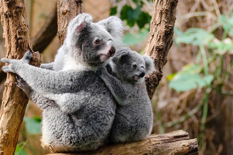 نفوق أعداد كبيرة من حيوانات الكوالا في حرائق أستراليا من بيكسابي