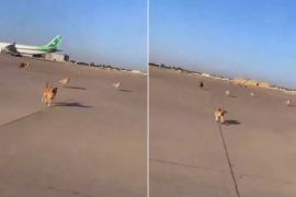 وزارة النقل العراقية قالت إن مقطع الكلاب السائبة في مطار بغداد يعود إلى عام 2022 (مواقع التواصل)