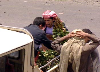 بائع يبيع نبات القات المخدر المنتشر كأحد التقاليد المتبعة في اليمن