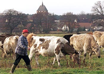 مزارع ألماني يرعى قطيعاً من البقر لتتغذى على الأعشاب الخضراء بعيداً عن المواد المؤدية لمرض جنون البقر