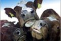 ثلاث بقرات يتزاحمن لتناول العلف في الوقت الذي اكتشفت فيه الحكومة الألمانية ولادة بقرة مصابة بجنون البقر في منطقة هويرستن