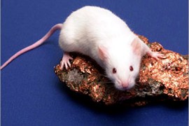 REUTERS/ A laboratory mouse sits on a piece of copper ore in this undated handout photo. Copper, an essential nutrient found in foods such as