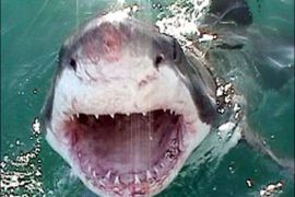 سمك القرش الأبيض في جنوب أفريقيا
