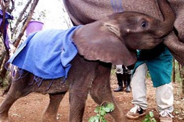 Baby Wendi, a one-month-old elephant, plays with her keeper as he tries to feed her at the Daphne Sheldrick Wildlife
