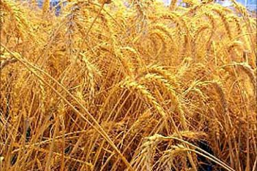 نبات القمح - المصدر الجزيرة