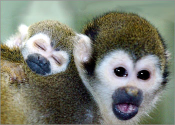 A common squirrel monkey carries her baby on her back in the Berlin Zoo December 3, 2002. Since October 13 five squirrel monkey babies have been born at the zoo. REUTERS/Alexandra Winkler