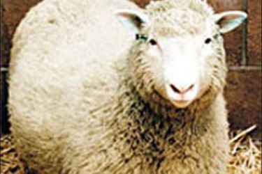 File photo shows Dolly the Sheep, the world's first cloned mammal, who died on Friday according to her creators at Scotland's Roslin Institute on February 14, 2003. Veterinarians gave the world famous six-year-old sheep a lethal injection after they discovered signs of progressive lung disease. Dolly can be seen standing in her pen in this February 23, 1997 file photograph at the Roslin Institue in Edinburgh. EDITORIAL USE ONLY REUTERS/HO