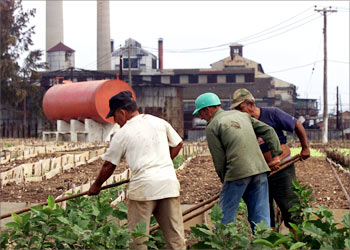 Laid off sugar industry workers tend a vegetable patch outside the Camilo Cienfuegos mill, once owned by the Hershey chocolate company of Pennsylvania. Cuba closed half its antiquated sugar mills last year because they could not compete in today's world market, leaving 100,000 people out of work. Many have turned to vegetable gardening and farming, while others are back at school studying. Picture taken February 2003. REUTERS/Rafael Perez