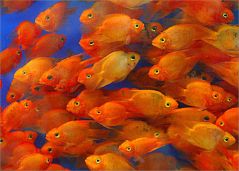 F_Gold fishes swim in an aquarium at a market in Shanghai, 05 June 2003. Ecologists sounded a note of dismay on May 04 on the eve of the 30th United Nations Word Environment Day, an annual event aimed at boosting awareness about the planet's deteriorating health. AFP PHOTO/LIU Jin