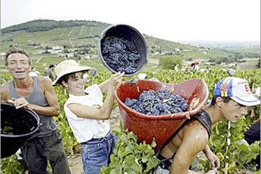 r / Workers empty pails of ripe black grapes on
