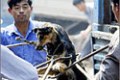A dog is clamped before being clubbed to death at a market in the Baiyun district of China's southern city of Guangzhou October 20, 2003. Health experts have warned that wild game markets like this one may be the source of the next SARS epidemic which many fear will emerge this winter, but traders and workers here could not be more oblivious. Picture taken October 20, 2003. TO ACCOMPANY FEATURE SARS CHINA MARKET REUTERS/Kin Cheung PP03100115