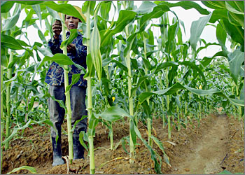 A worker inspects a maize plant at an organic farm run by Malaysian Dr Mohd Ishak Syed Ahmad in Malacca, 170 km (106 miles) south of Kuala Lumpur on September 15, 2003. The conventional ear, nose and throat surgeon broadened his practice 14 years ago to combine science-based, modern medical methods with the holistic style of traditional and complementary medicine. TO ACCOMPANY FEATURE HEALTH-MALAYSIA-MEDICINE REUTERS/Bazuki Muhammad
