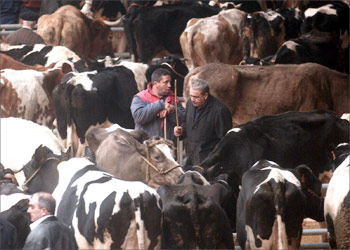 (FILES) - File picture shows hundreds of cows herded together 14 February 2001, at the cattle market of Amio, in Santiago de Compostela. Sales have lowered considerably after the mad cow crisis. The US 24 December 2003 reported its first suspected case of Mad Cow Disease and set in place an operation to contain a potential bombshell for the huge US beef industry. AFP PHOTO/FILES